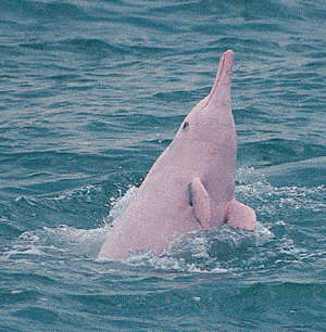 Pink River Dolphin